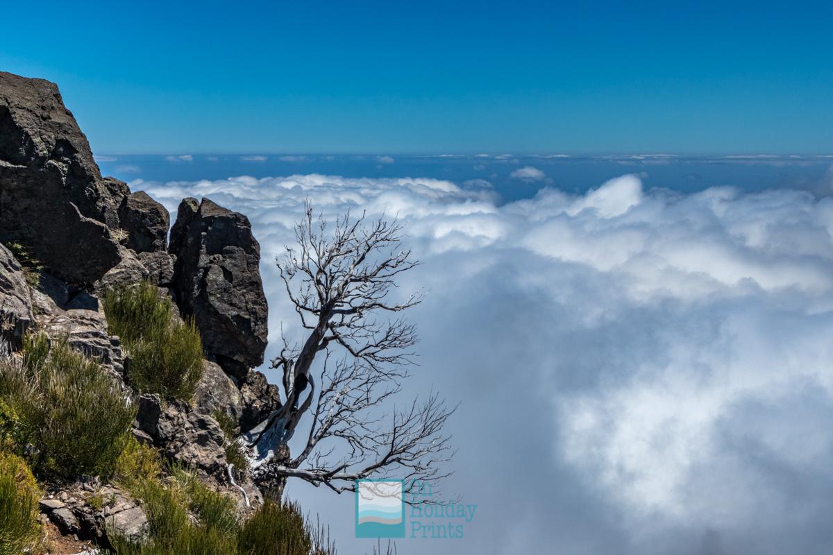 Tree above the clouds 